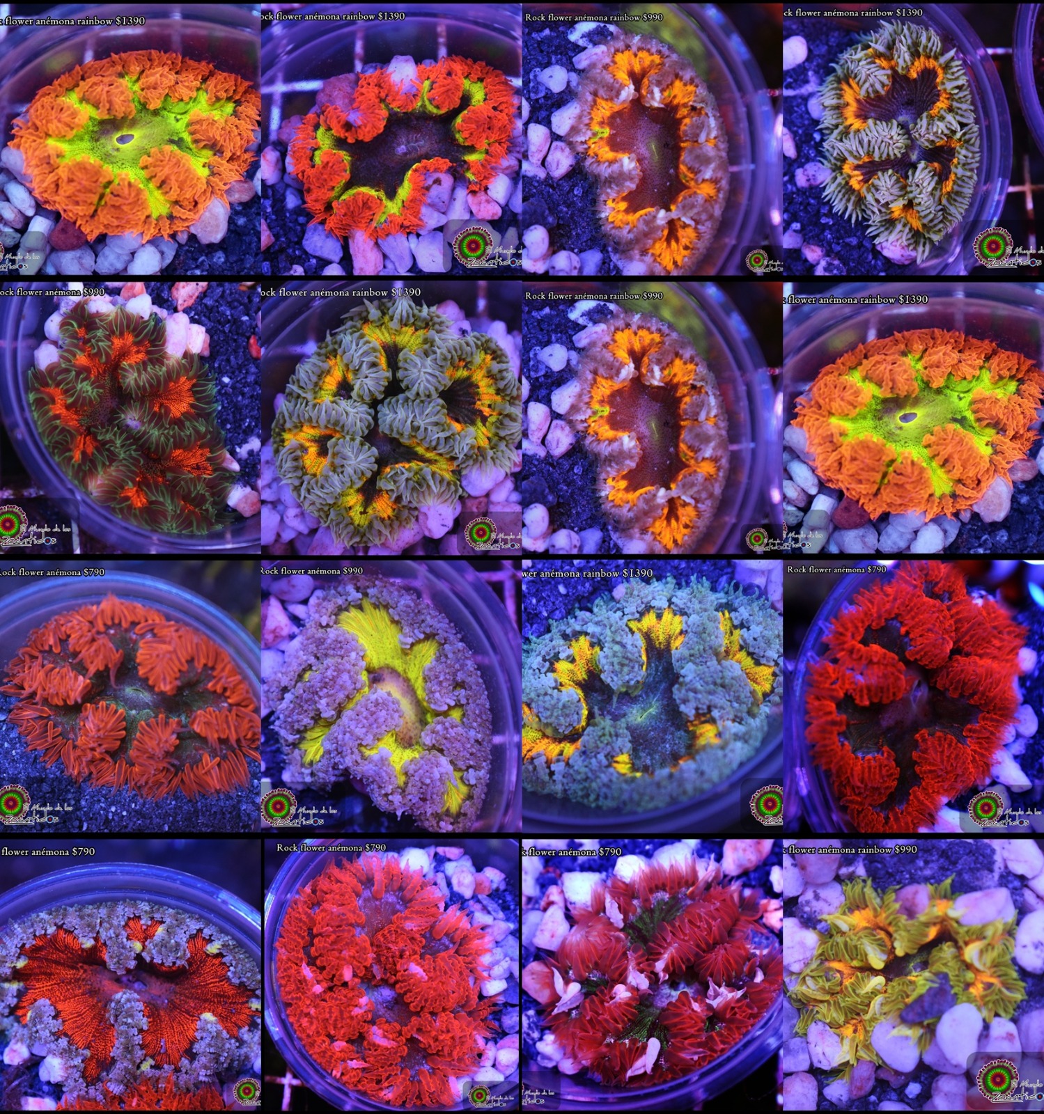 Rock Flower Anemones