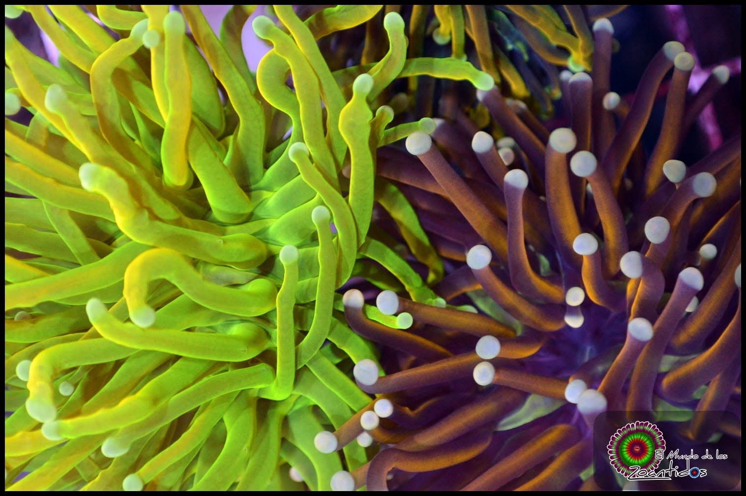 Torch Euphyllia
