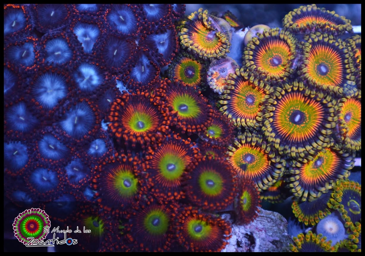 Colección de Zoanthus multicolor