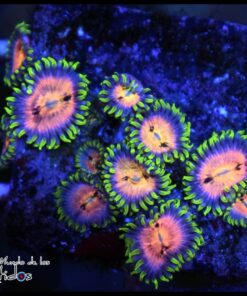 Nirvana zoas