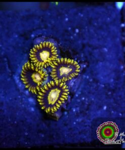 Black hole zoas