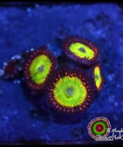 Rainbow palys