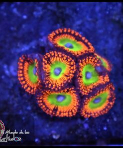 Hephaestus zoanthid