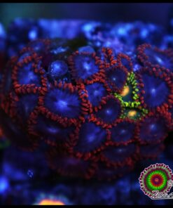 Combo zoas