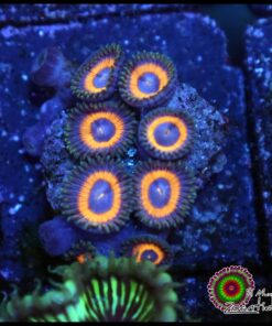 Jhonny pumpkin zoas