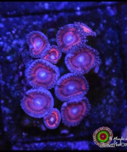Pink palys