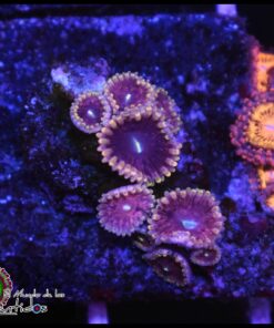 Purple mesosphere