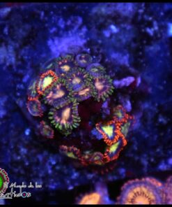 Combo zoas