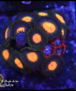 Combo zoas