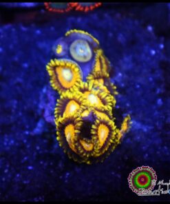 Mustard zoas
