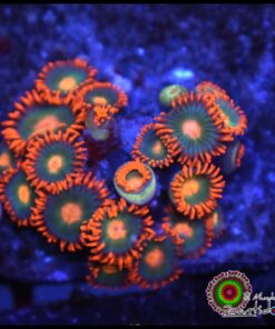 Gatorade zoas