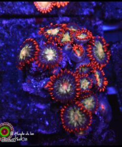 Lava burst zoas