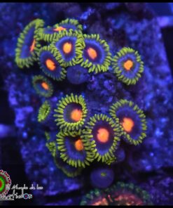 Blow pop zoas