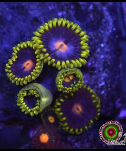 Mango zoas