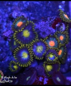 Combo zoas