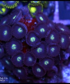 Pacman zoas