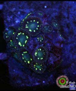Neon hallo zoas