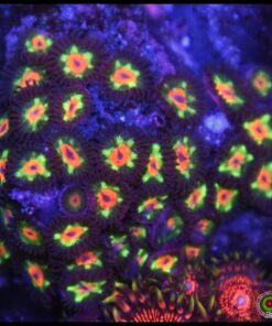 Little star zoas