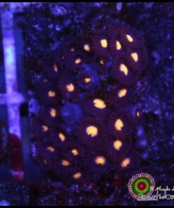 Pacman zoas