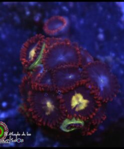 Combo zoas