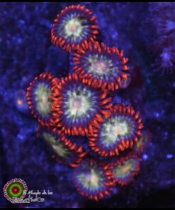 Lava burst zoas