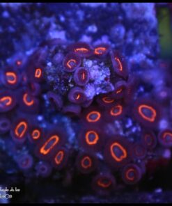Jetpack zoas
