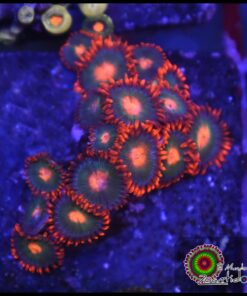 Gatorade zoas
