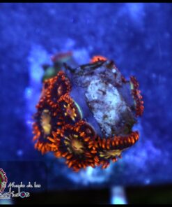 Dragons breath zoas
