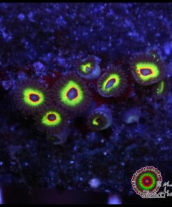 Bob Marley zoas