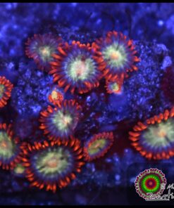 Lava burst zoas