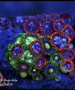 Combo zoas