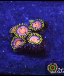 Zoas ultra