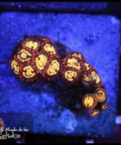 Fire pyrite zoas