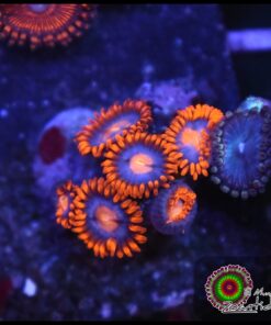 Neuralizer zoas