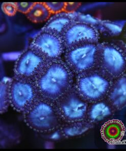 Blue berry