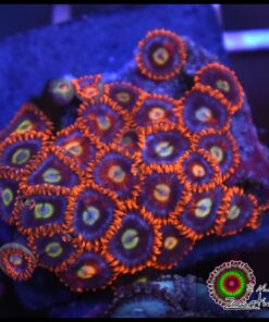 Hollogram zoas
