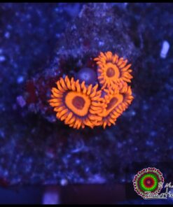 Oxid zoas