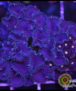 Purple death