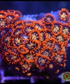 Dragons breath zoas