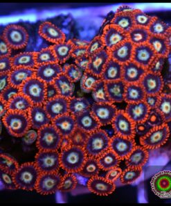 Zoas