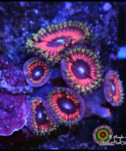 Zakura palys