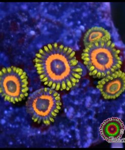 Sunn flower zoas
