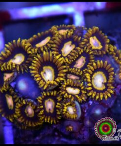Black hole zoas