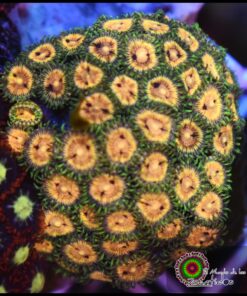 Lemon lime zoas