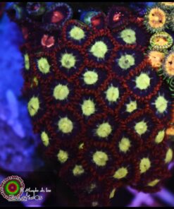 Golden eye zoas