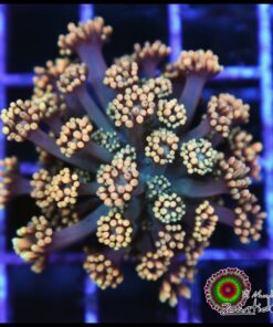 Yellow goniopora