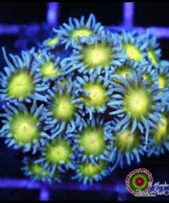 Lemon head goniopora
