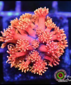 Pink rainbow goniopora
