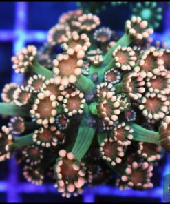 Alveopora ultra