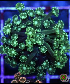 Green alveopora